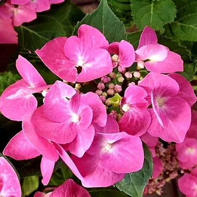 Гортензия ТАУБЕ крупнолистная  Гортензия ТАУБЕ крупнолистная в Череповце