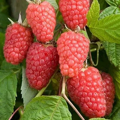 Малина КАСКАД ДЕЛАЙТ  Малина КАСКАД ДЕЛАЙТ в Череповце