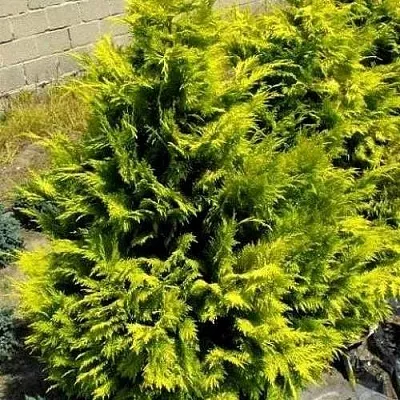 Кипарисовик ГОЛДЕН ВОНДЕР лавсона в Череповце