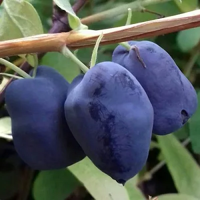 Жимолость съедобная БОРЕАЛ БЬЮТИ (СЕВЕРНАЯ КРАСАВИЦА) в Череповце