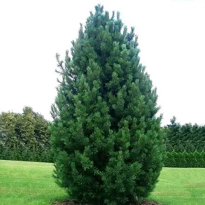 Сосна кедровая  в Череповце