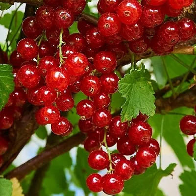 Смородина красная НАТАЛИ  Смородина красная НАТАЛИ в Череповце