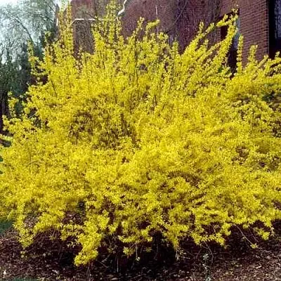 Форзиция ТАРАНДТ промежуточная в Череповце