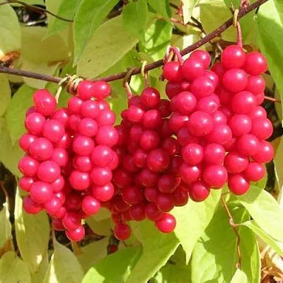 Лимонник ПЕРВЕНЕЦ китайский  Лимонник ПЕРВЕНЕЦ китайский в Череповце