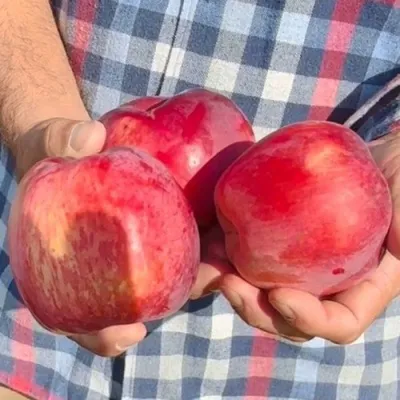 Яблоня ПАМЯТЬ КОВАЛЕНКО в Череповце