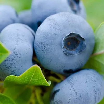 Голубика Герберт