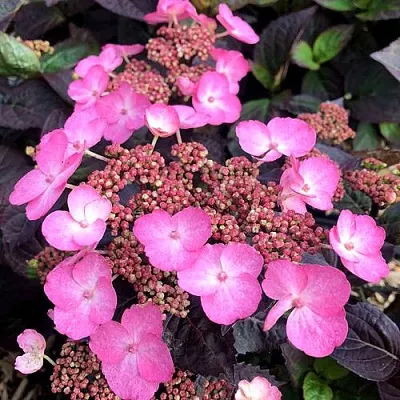 Гортензия ДАРЕДЕВИЛ пильчатая  Гортензия ДАРЕДЕВИЛ пильчатая в Череповце