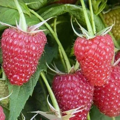 Малина ЕВРАЗИЯ  Малина ЕВРАЗИЯ в Череповце