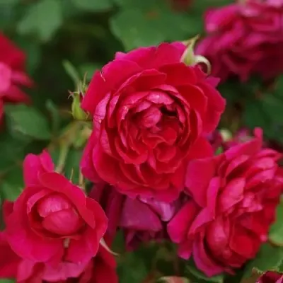 Саженцы роз КВАДРА плетистая  Саженцы роз КВАДРА плетистая в Череповце