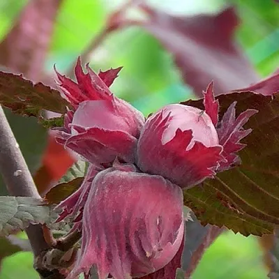 Фундук КАРДИНАЛ  Фундук КАРДИНАЛ в Череповце