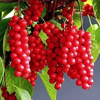 Лимонник САДОВЫЙ 1 китайский   Лимонник САДОВЫЙ 1 китайский  в Череповце