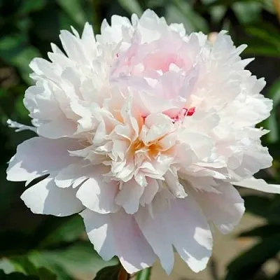 Пион АЛЕРТИ травянистый  Пион АЛЕРТИ травянистый в Череповце