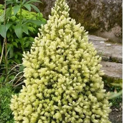 Ель МАЙГОЛД колючая  Ель МАЙГОЛД колючая в Череповце