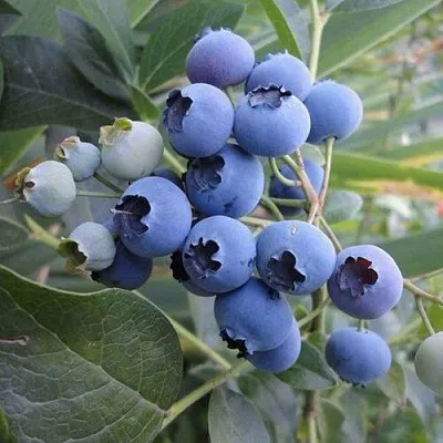 Голубика ЛЕГАЦИЯ в Череповце