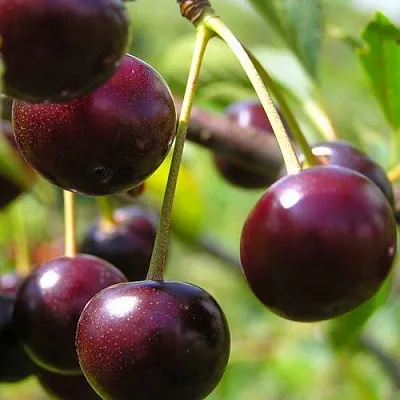 Вишня ЛИВЕНСКАЯ в Череповце