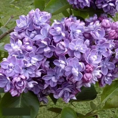 Сирень АМИ ШОТТ в Череповце