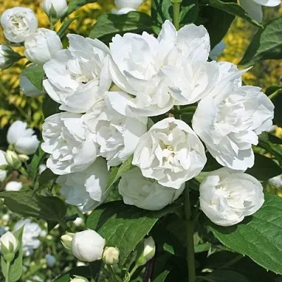 Жасмин махровый в Череповце