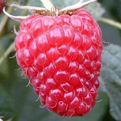 Саженцы малины Брусвяна Саженцы малины Брусвяна