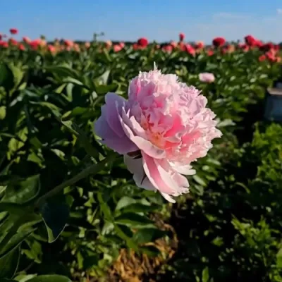 Пион ИМПЕРАТОРСКАЯ НАЛОЖНИЦА древовидный в Череповце