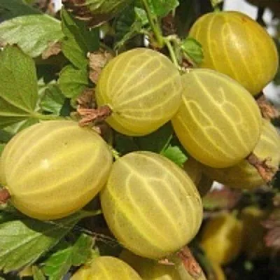 Крыжовник КУРШУ ДЗИНТАРС  Крыжовник КУРШУ ДЗИНТАРС в Череповце