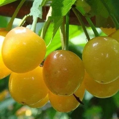 Черешня ЯНТАРНАЯ  Черешня ЯНТАРНАЯ в Череповце