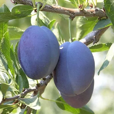 Слива СТЭНЛИ  Слива СТЭНЛИ в Череповце