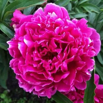 Пион КАРЛ РОЗЕНФЕЛЬД травянистый  Пион КАРЛ РОЗЕНФЕЛЬД травянистый в Череповце