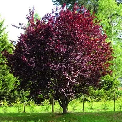 Слива НИГРА растопыреная   Слива НИГРА растопыреная  в Череповце