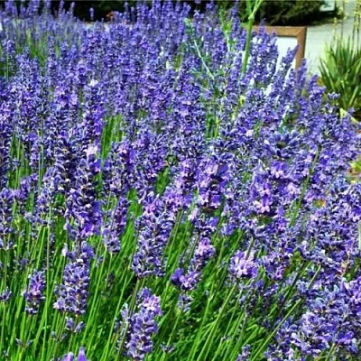 Лаванда ФЕНОМЕНАЛ узколистная  Лаванда ФЕНОМЕНАЛ узколистная в Череповце