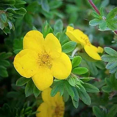 Лапчатка ГОЛДСТАР кустарниковая  Лапчатка ГОЛДСТАР кустарниковая в Череповце