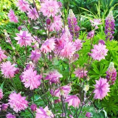 Аквилегия БАРЛОУ ПИНК гибрид МакКаны — описание сорта Аквилегия БАРЛОУ ПИНК гибрид МакКаны в Череповце