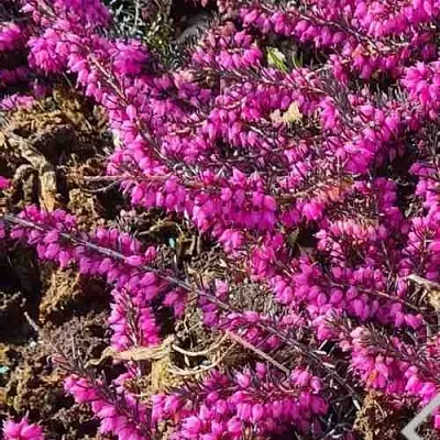 ЭРИКА "АЛЬПИЙСКИЙ ВЕРЕСК" (зимующая) сорт АТРОРУБРА  ЭРИКА "АЛЬПИЙСКИЙ ВЕРЕСК" (зимующая) сорт АТРОРУБРА в Череповце