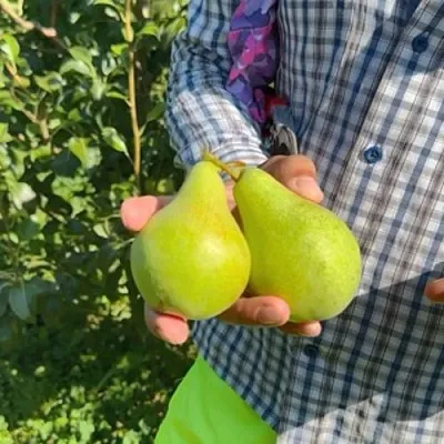 Груша ЗАРЕЧНАЯ КОМПАКТНАЯ  Груша ЗАРЕЧНАЯ КОМПАКТНАЯ в Череповце