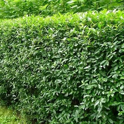 Бирючина обыкновенная  Бирючина обыкновенная в Череповце