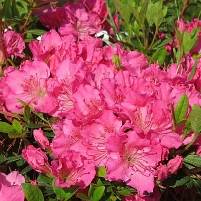 Азалия КИРСТИН японская  Азалия КИРСТИН японская в Череповце