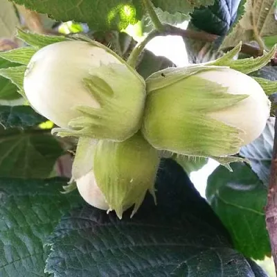 Фундук ЮННАТ  Фундук ЮННАТ в Череповце