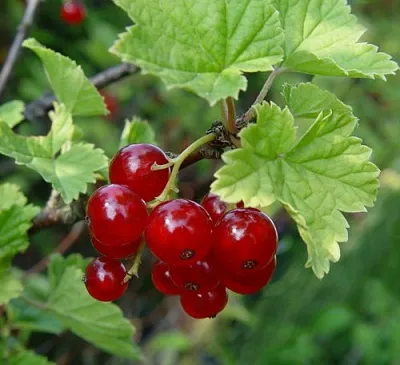 Смородина альпийская ШМИДТ  Смородина альпийская ШМИДТ в Череповце