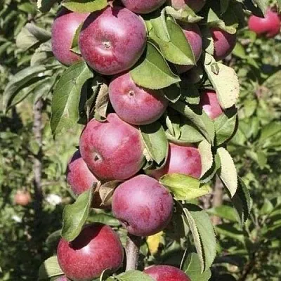 Яблоня ЕСЕНИЯ колонновидная  Яблоня ЕСЕНИЯ колонновидная в Череповце