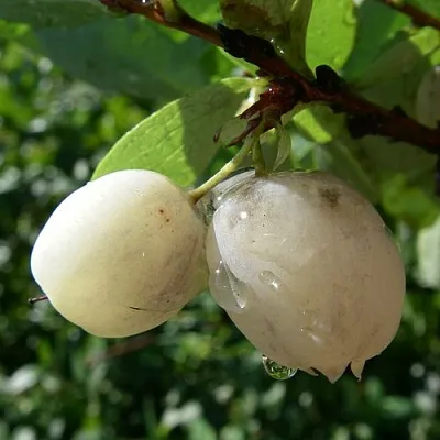 Голубика СНЕГУРОЧКА  Голубика СНЕГУРОЧКА в Череповце