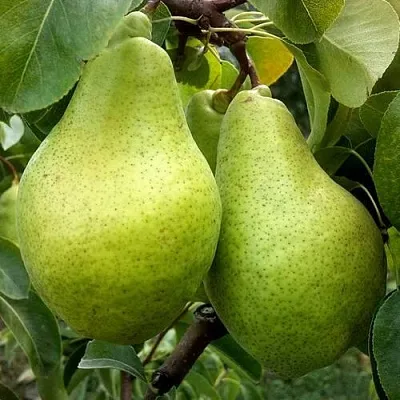 Груша НОЯБРЬСКАЯ ЗИМНЯЯ  Груша НОЯБРЬСКАЯ ЗИМНЯЯ в Череповце