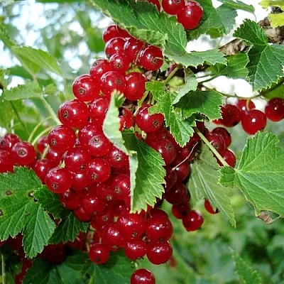 Смородина красная ГОЛЛАНДСКАЯ КРАСНАЯ  Смородина красная ГОЛЛАНДСКАЯ КРАСНАЯ в Череповце