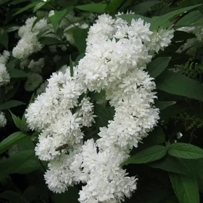 Дейция КАНДИДИССИМА шершавая  Дейция КАНДИДИССИМА шершавая в Череповце