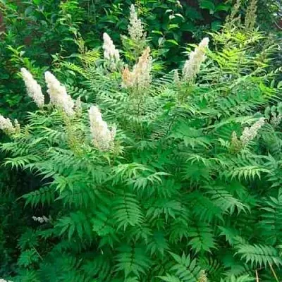 Рябинник рябинолистный СЭМ  Рябинник рябинолистный СЭМ в Череповце