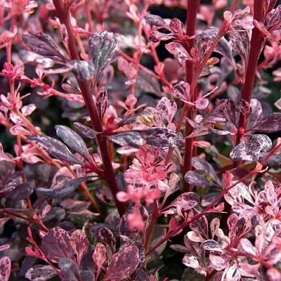 Барбарис АРЛЕКИН тунберга в Череповце