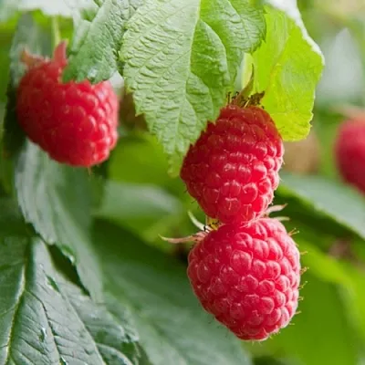 Малина МАРАВИЛЛА  Малина МАРАВИЛЛА в Череповце