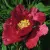 Пион КРАСНЫЙ ЛОТОС древовидный — описание сорта Пион КРАСНЫЙ ЛОТОС древовидный в Череповце
