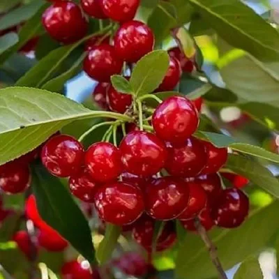 Вишня ГИРЛЯНДА в Череповце