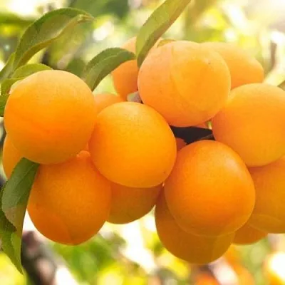 Слива МАРА  Слива МАРА в Череповце