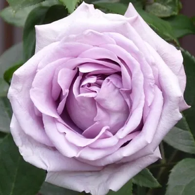 Саженцы роз ИНДИГОЛЕТТА плетистая  Саженцы роз ИНДИГОЛЕТТА плетистая в Череповце