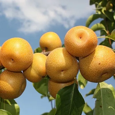 Груша азиатская  Груша азиатская в Череповце